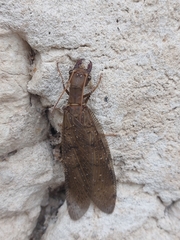Corydalus peruvianus