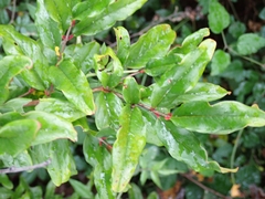 Punica granatum