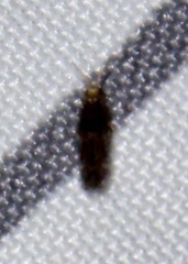 Hydroptilidae