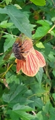 Xylocopa artifex