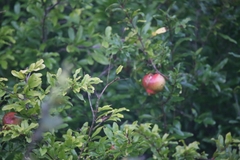 Punica granatum