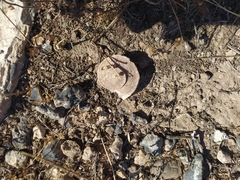 Iberus gualtieranus gualtieranus