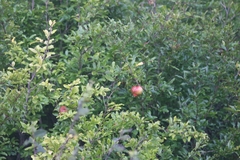 Punica granatum