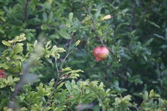Punica granatum