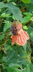 Xylocopa artifex