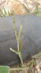 Urochloa platyphylla