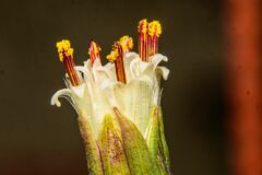 Curio rowleyanus