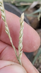 Urochloa platyphylla