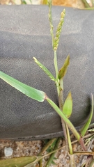 Urochloa platyphylla