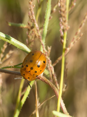 Chelymorpha phytophagica