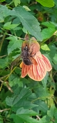 Xylocopa artifex