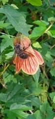 Xylocopa artifex