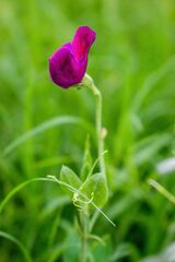 Vicia nigricans