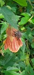 Xylocopa artifex