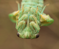 Lyristes plebejus