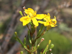 Moraea ramosissima