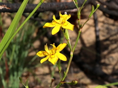 Moraea ramosissima