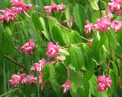 Cavendishia pubescens