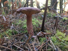 Lactarius rufus