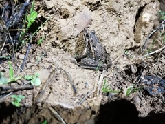 Discoglossus galganoi