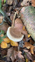 Fomitopsis betulina