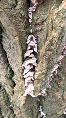 Chondrostereum purpureum