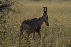 Alcelaphus buselaphus lelwel