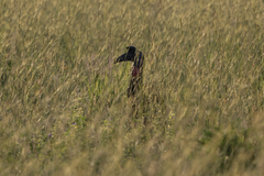 Bucorvus abyssinicus