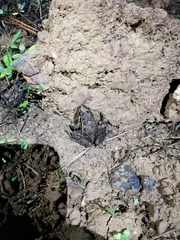 Discoglossus galganoi