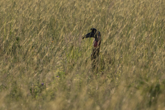 Bucorvus abyssinicus