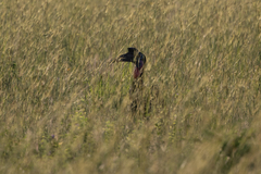 Bucorvus abyssinicus