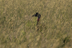 Bucorvus abyssinicus