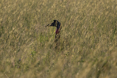 Bucorvus abyssinicus