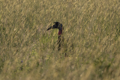 Bucorvus abyssinicus