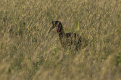 Bucorvus abyssinicus