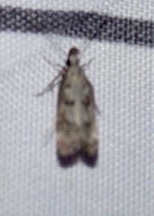 Dichomeris inversella