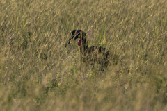 Bucorvus abyssinicus