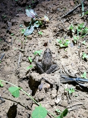 Discoglossus galganoi