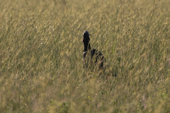 Bucorvus abyssinicus