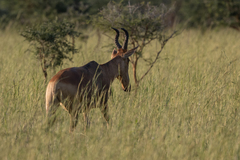 Alcelaphus buselaphus lelwel