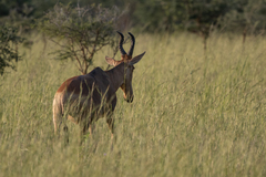 Alcelaphus buselaphus lelwel