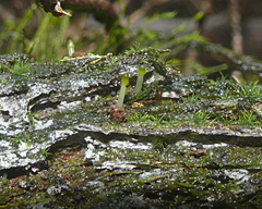 Buxbaumia viridis