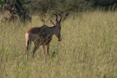 Alcelaphus buselaphus lelwel