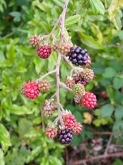 Rubus ulmifolius