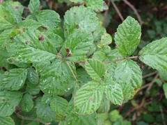 Rubus ulmifolius