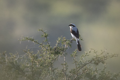 Lanius excubitoroides