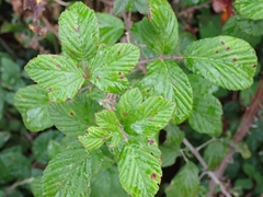 Rubus ulmifolius