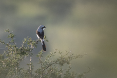 Lanius excubitoroides