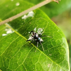 Phintella vittata