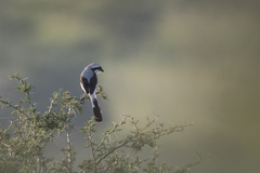 Lanius excubitoroides